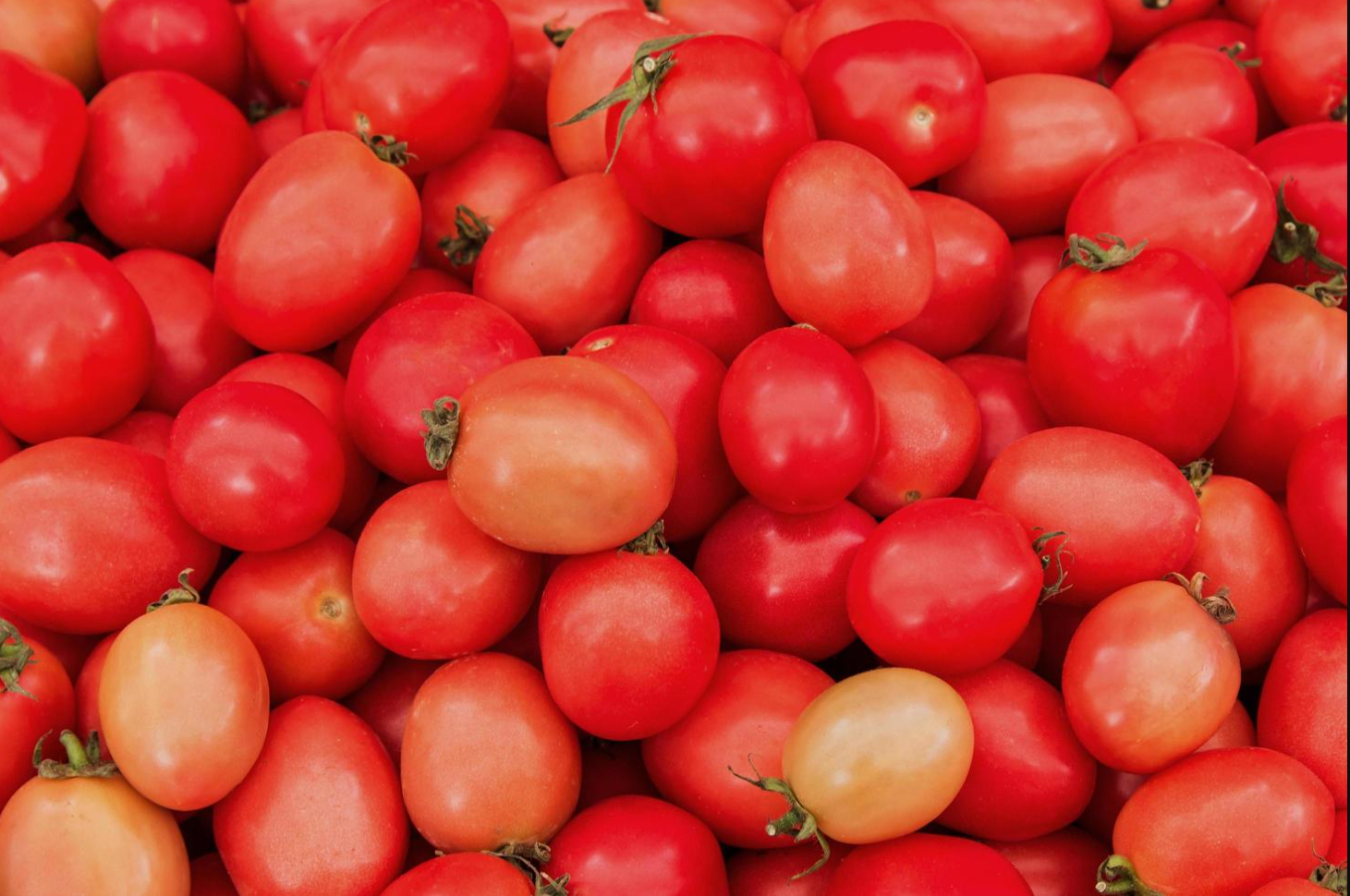 Fresh tomatoes